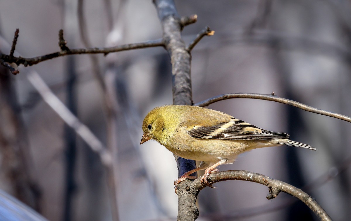 čížek žlutý - ML631218454