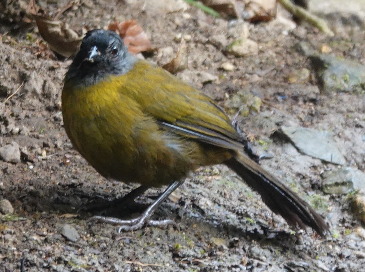 Large-footed Finch - ML631218688