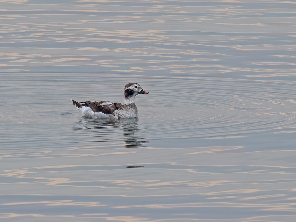 Long-tailed Duck - ML631218917