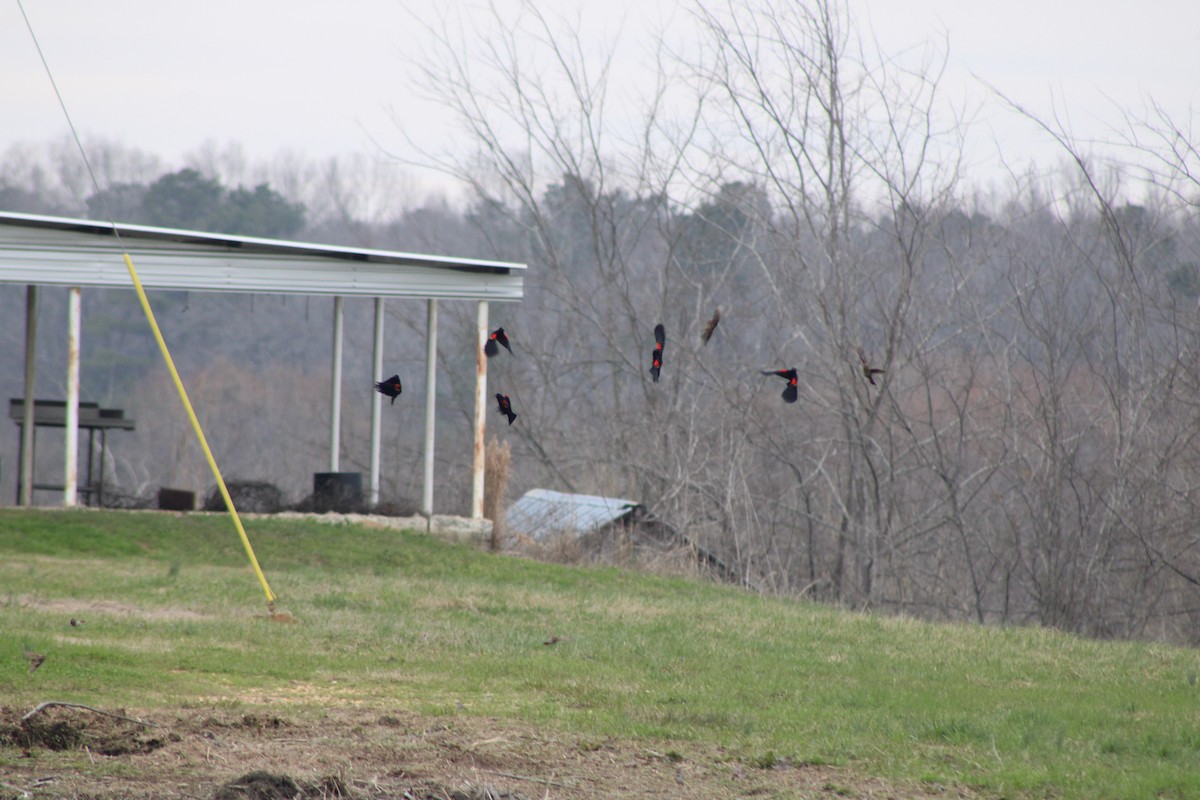 Red-winged Blackbird - ML631218971