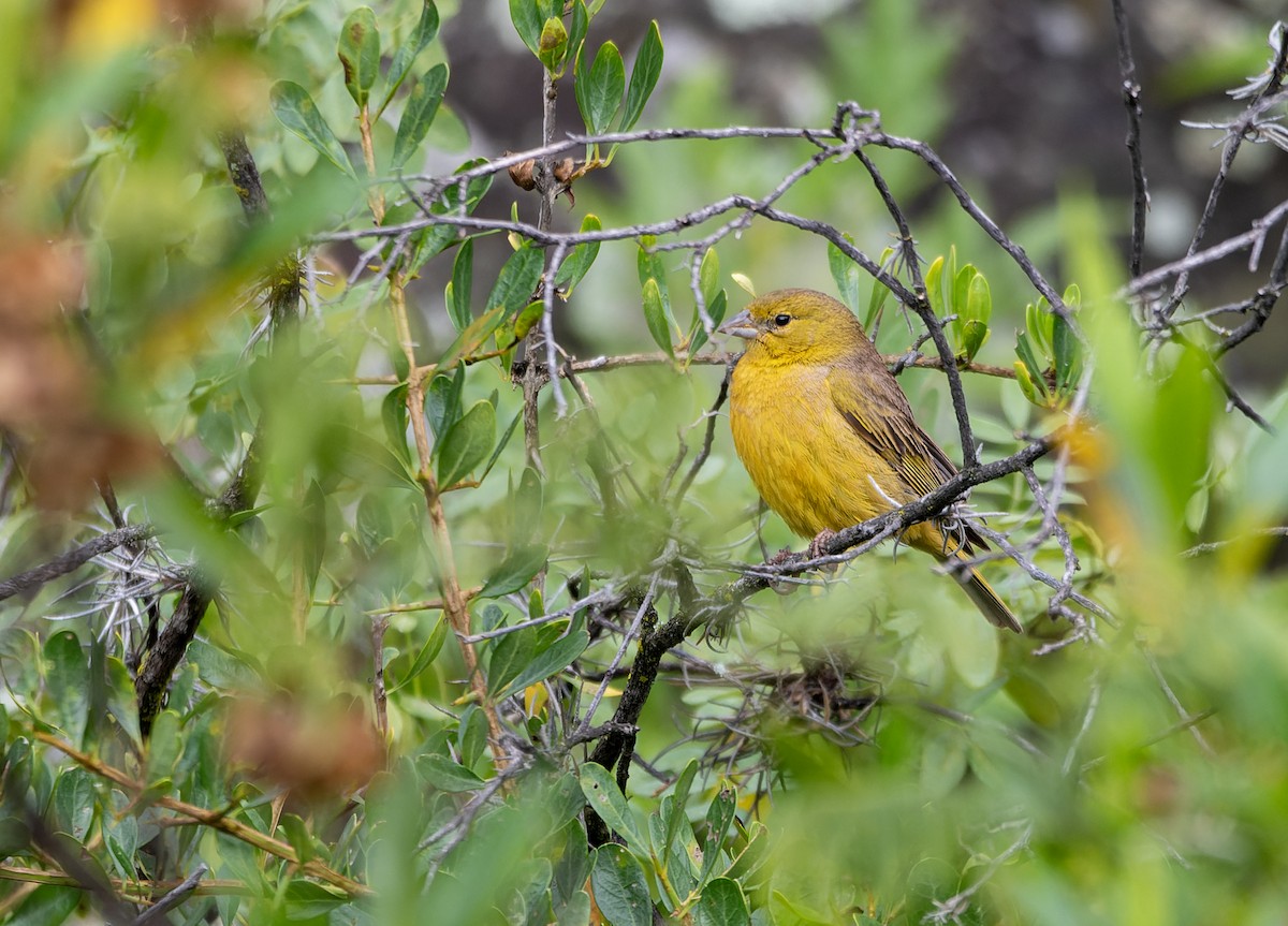 Greenish Yellow-Finch - ML631219055