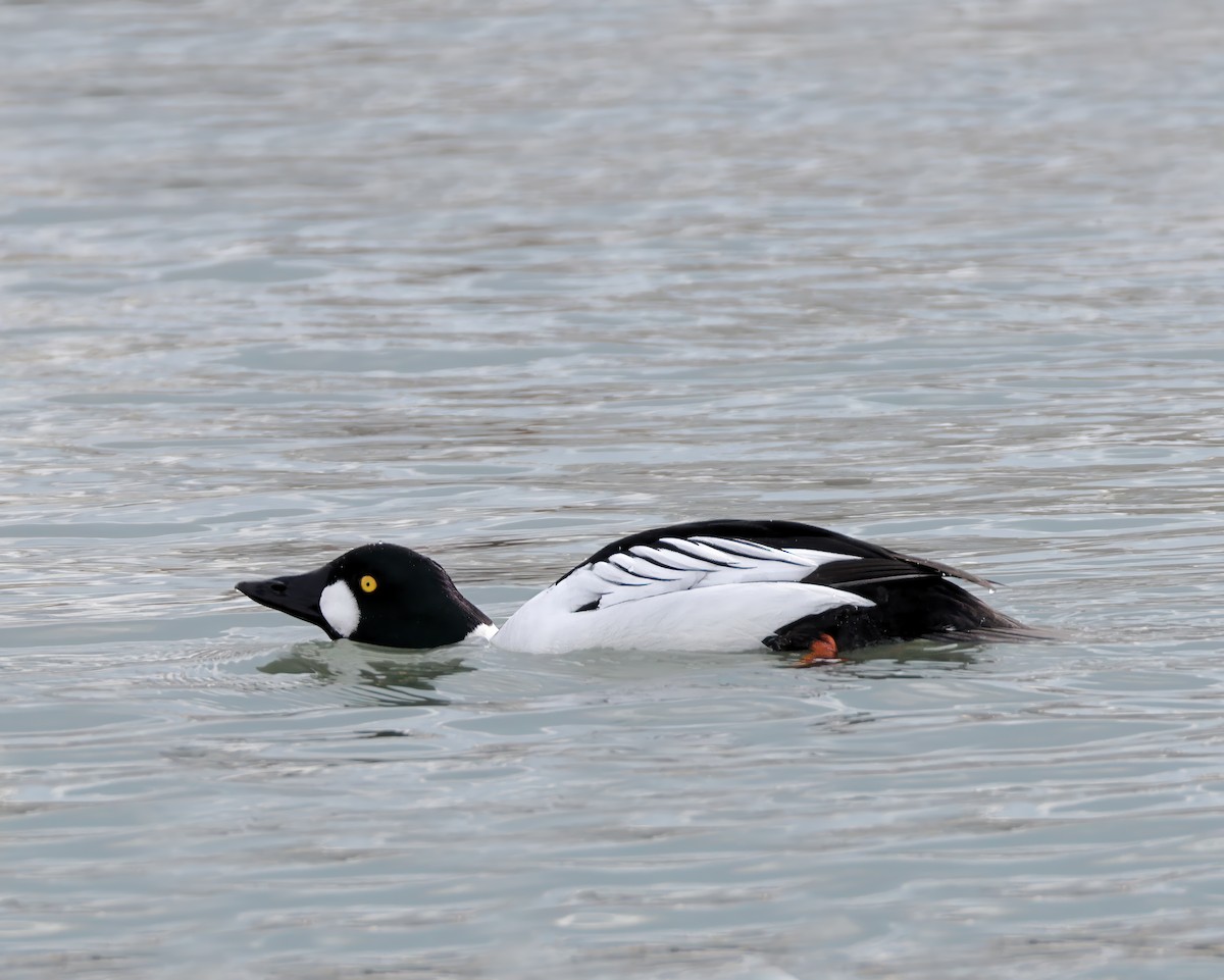 Common Goldeneye - ML631219338
