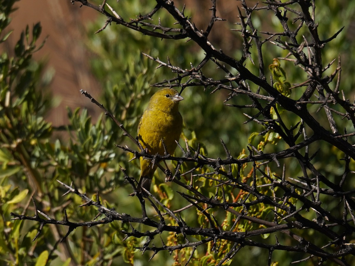 Greenish Yellow-Finch - ML631219362