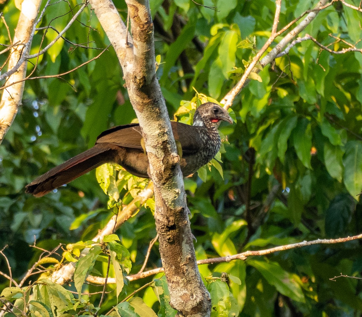 Speckled Chachalaca - ML631219403