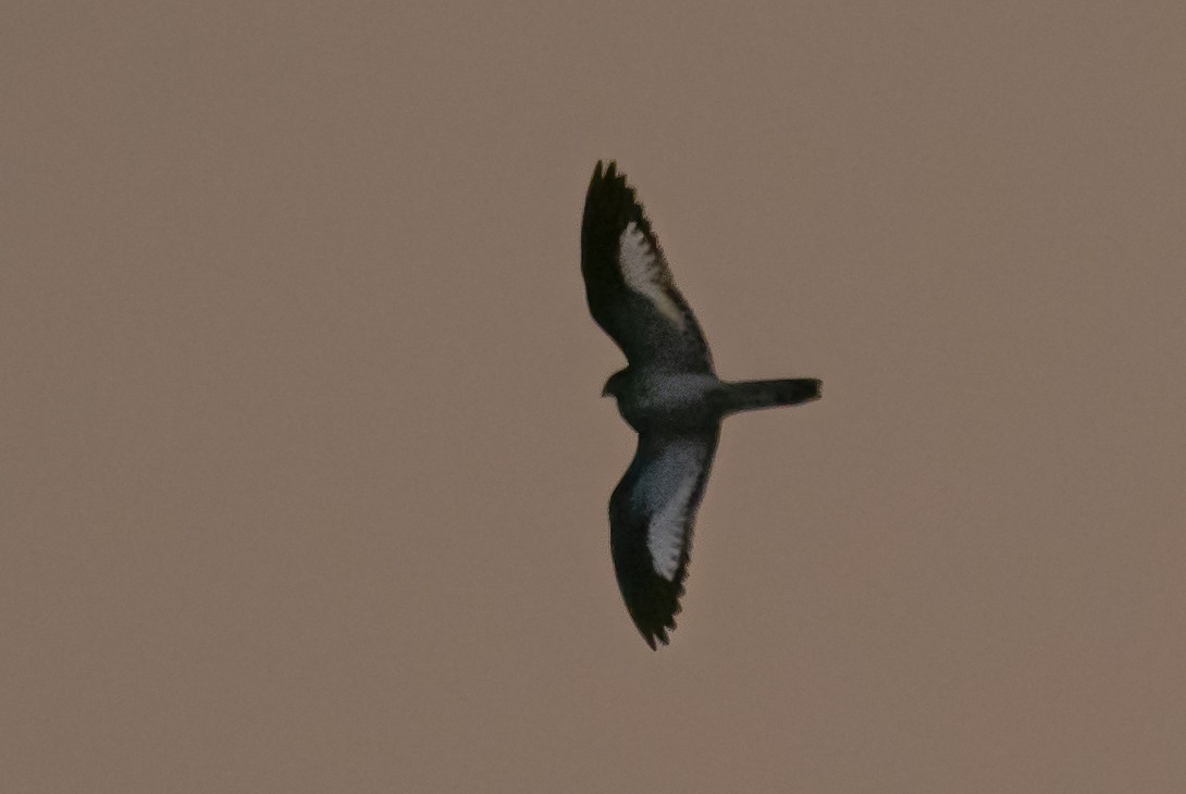 Sand-colored Nighthawk - ML631219409