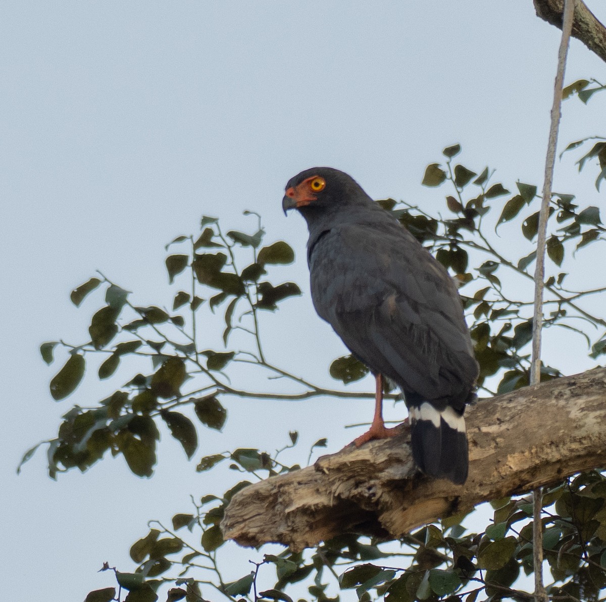 Slate-colored Hawk - ML631219504