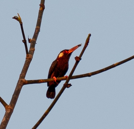 White-eared Jacamar - ML631219512