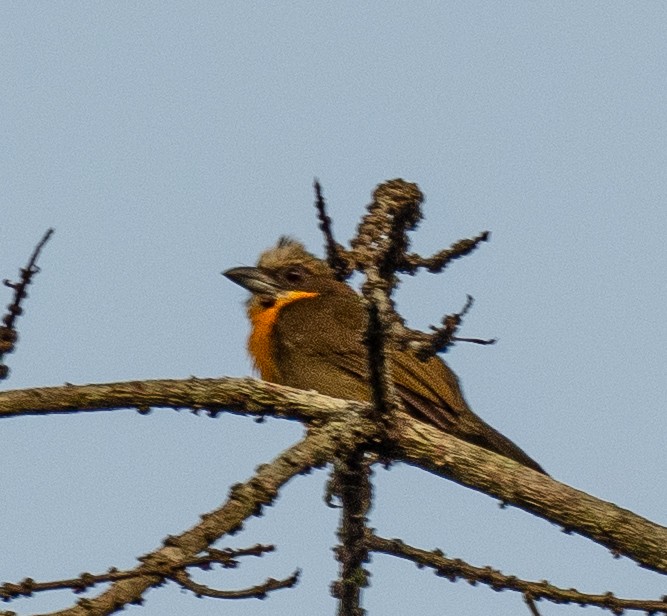 Scarlet-crowned Barbet - ML631219518