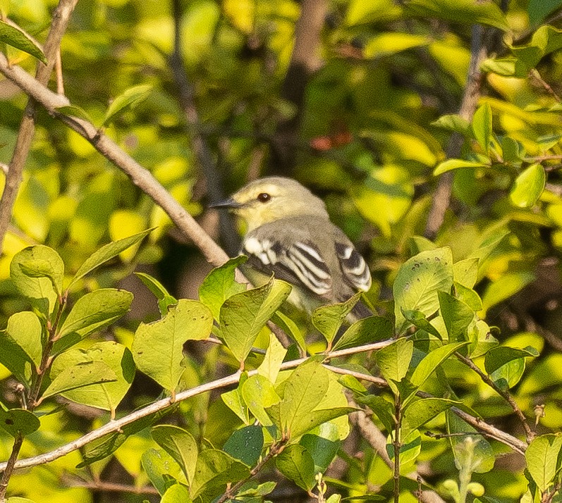 Lesser Wagtail-Tyrant - ML631219527