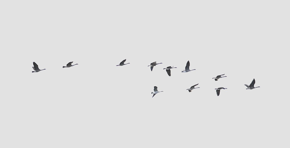 Canada Goose - ML631219528