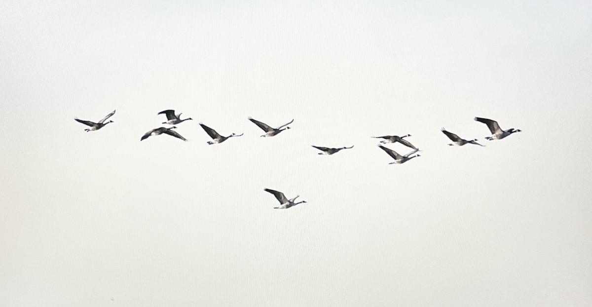Canada Goose - ML631219529