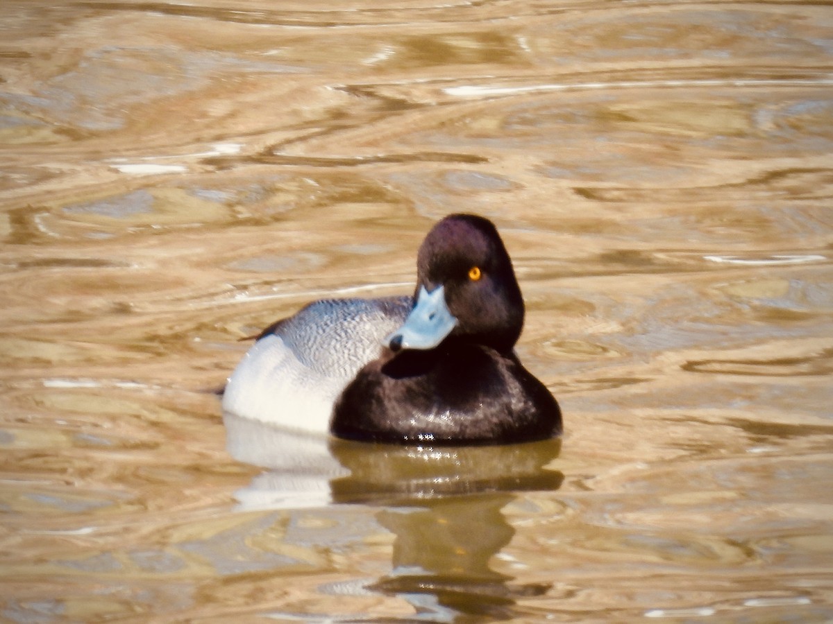 Lesser Scaup - ML631219532