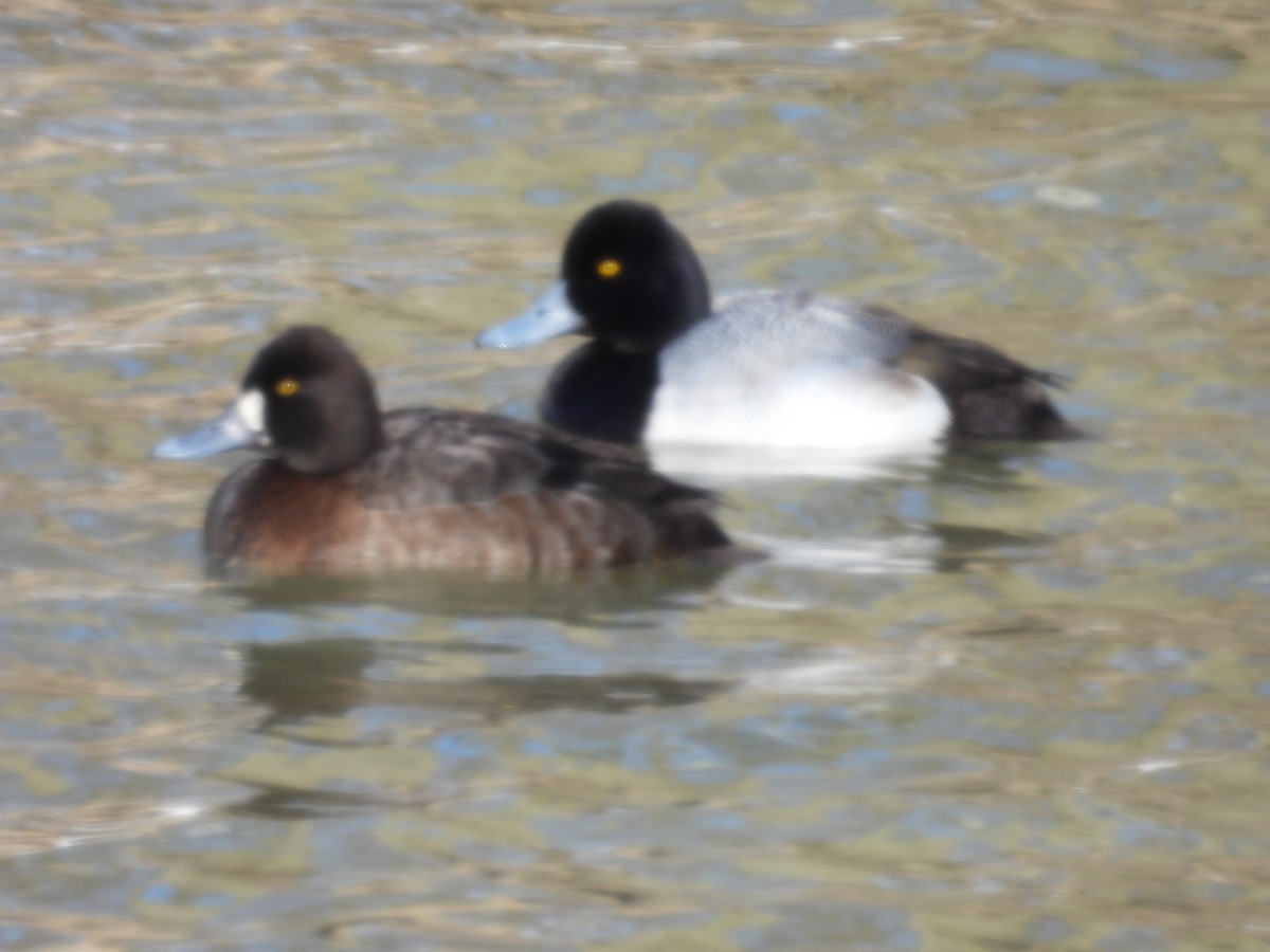 Lesser Scaup - ML631219533