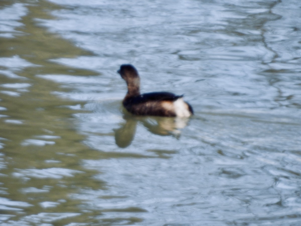 Pied-billed Grebe - ML631219541
