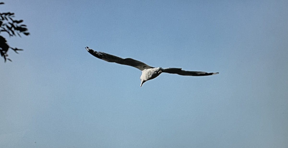 Ring-billed Gull - ML631219543