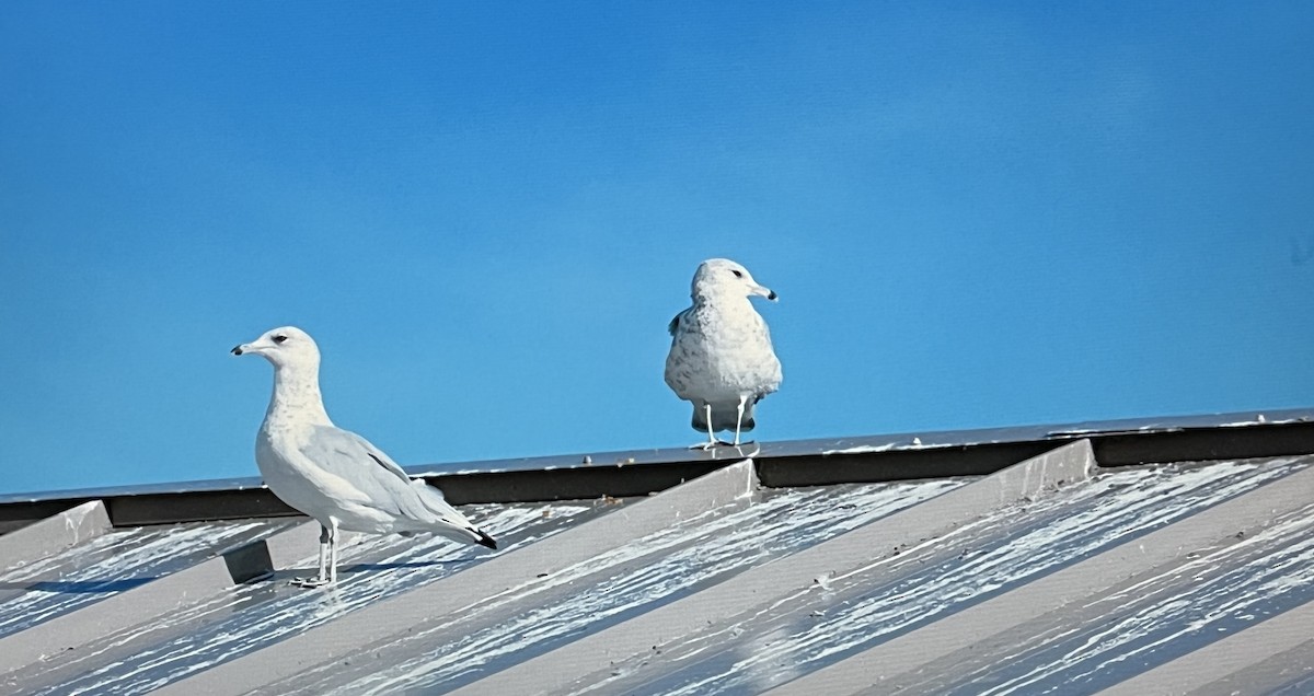 Ring-billed Gull - ML631219544