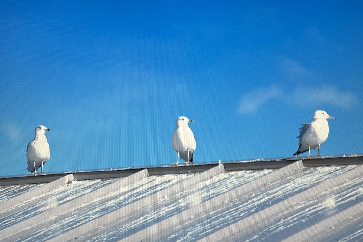 Ring-billed Gull - ML631219545