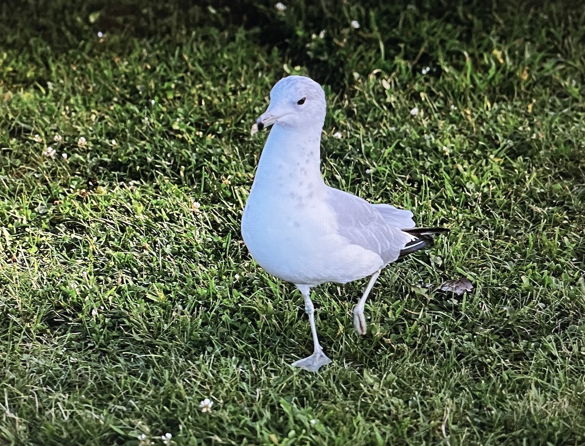 Ring-billed Gull - ML631219546