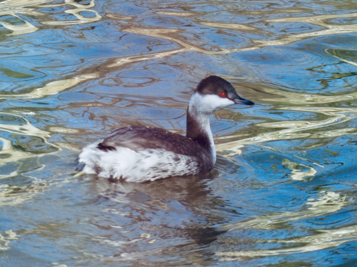 Horned Grebe - ML631219548