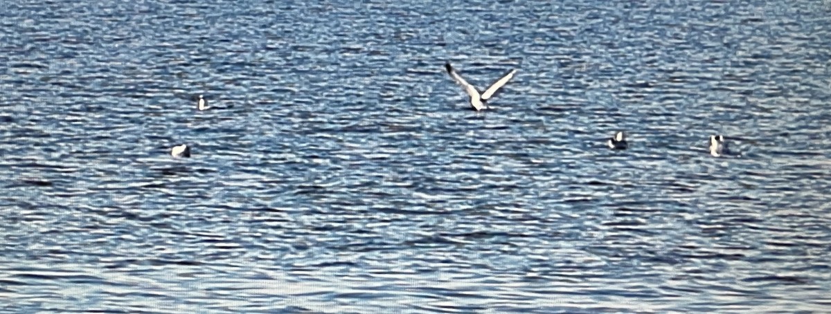 gull sp. - ML631219549