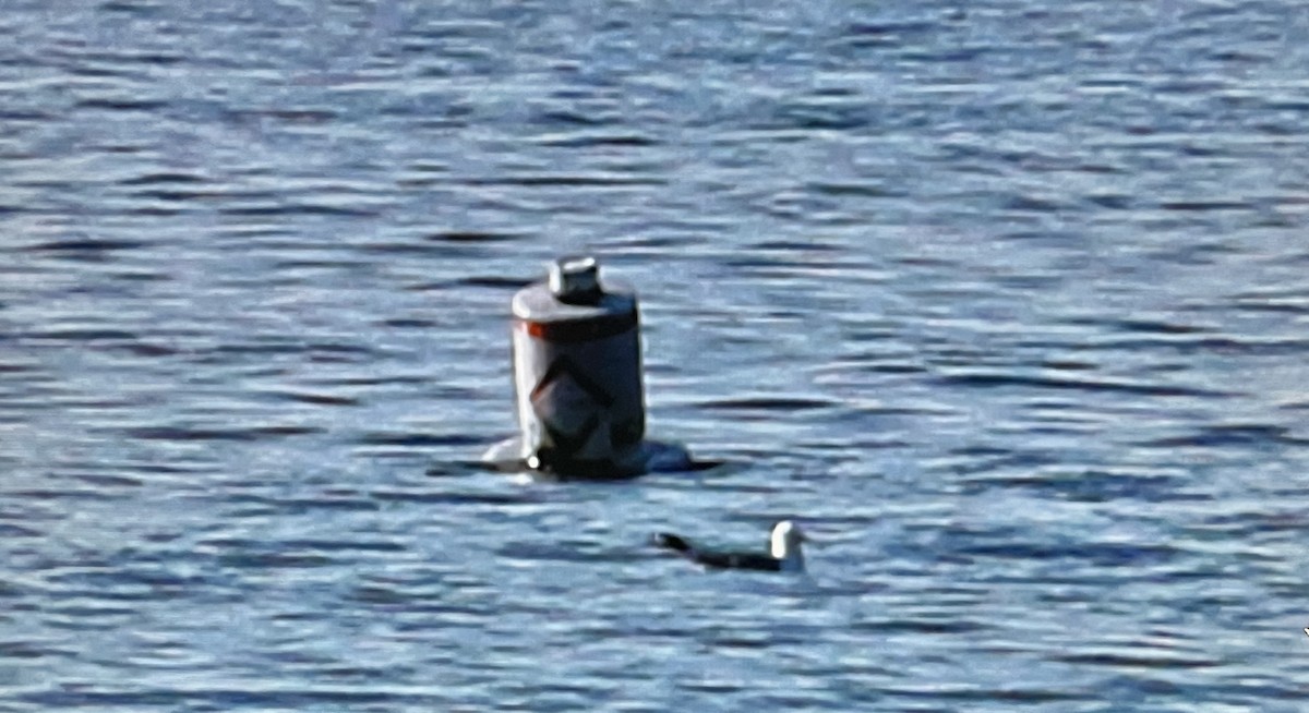 gull sp. - ML631219550