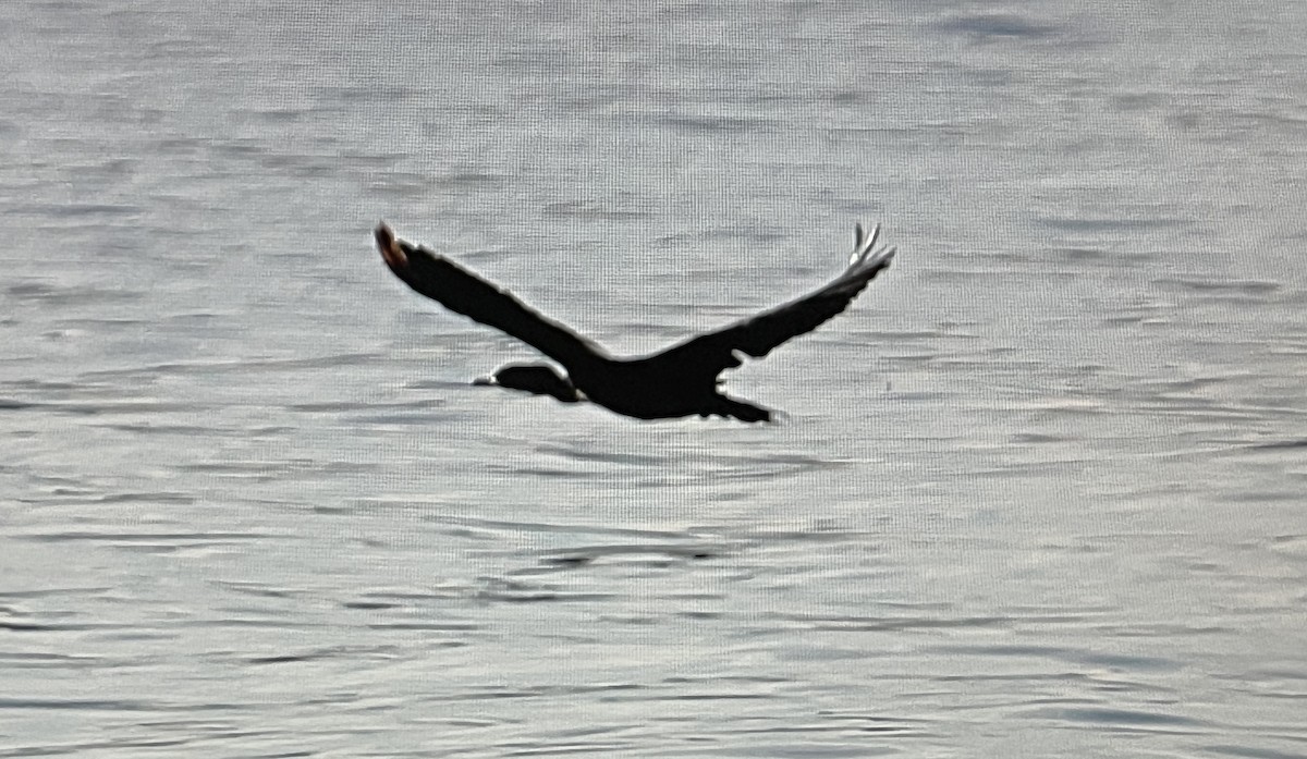 Double-crested Cormorant - ML631219555