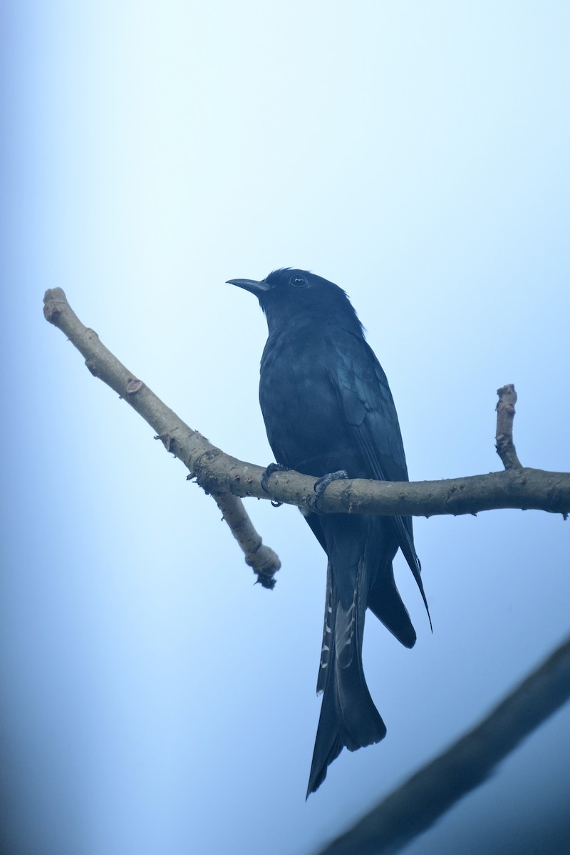 Gabelschwanz-Drongokuckuck - ML631219609