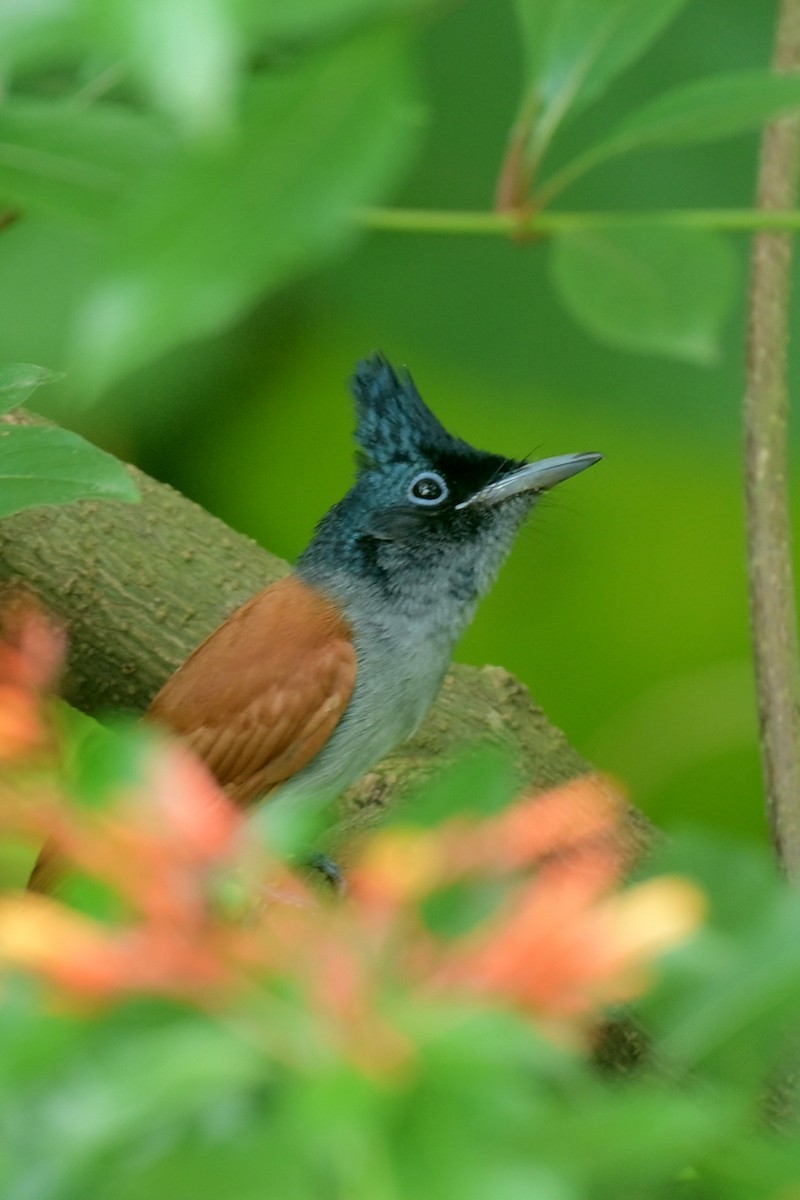 Hainparadiesschnäpper - ML631219642