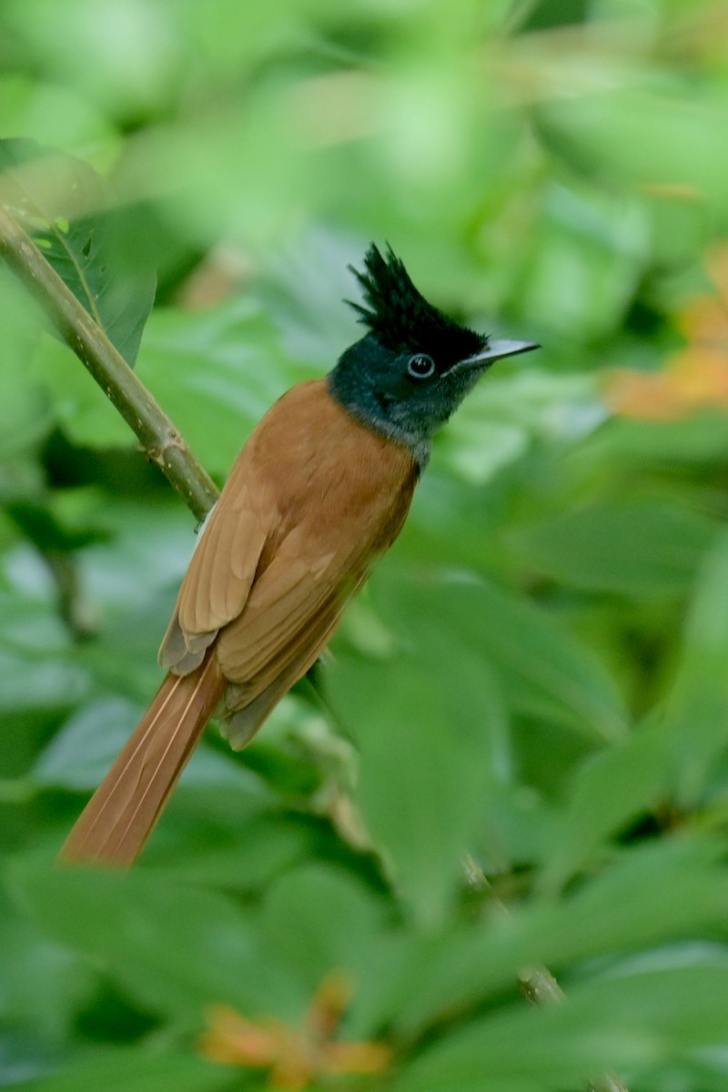 Hainparadiesschnäpper - ML631219643