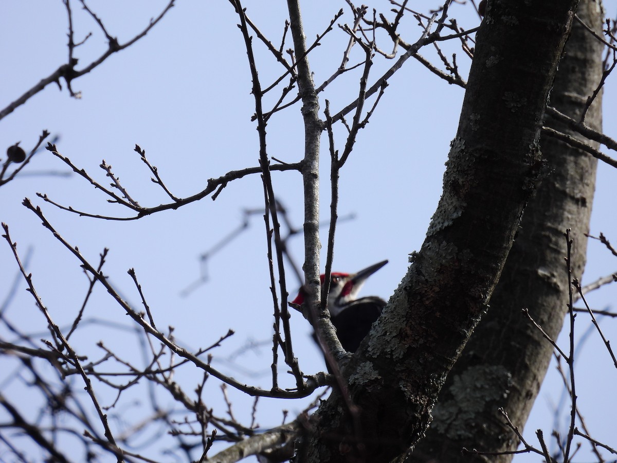 Pileated Woodpecker - ML631219644