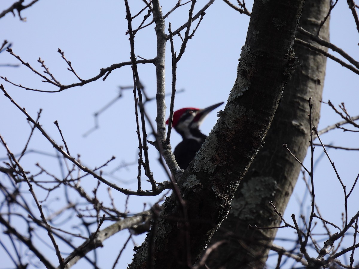 Pileated Woodpecker - ML631219645