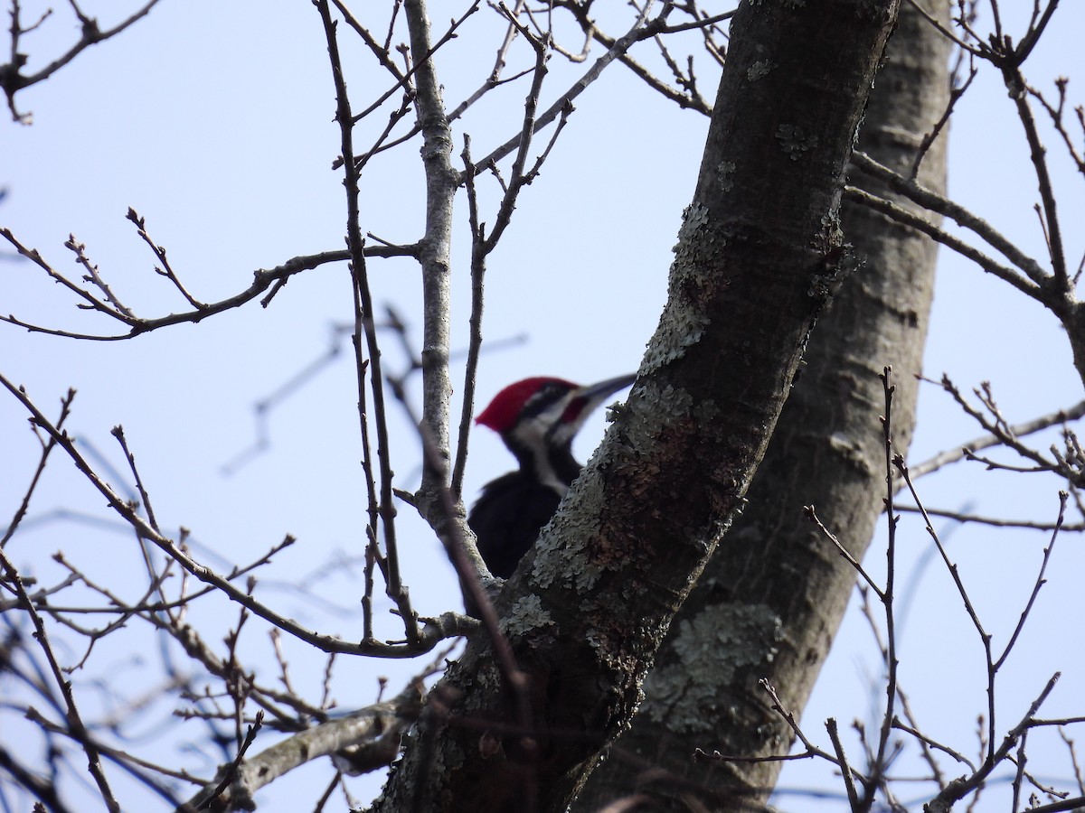 Pileated Woodpecker - ML631219646