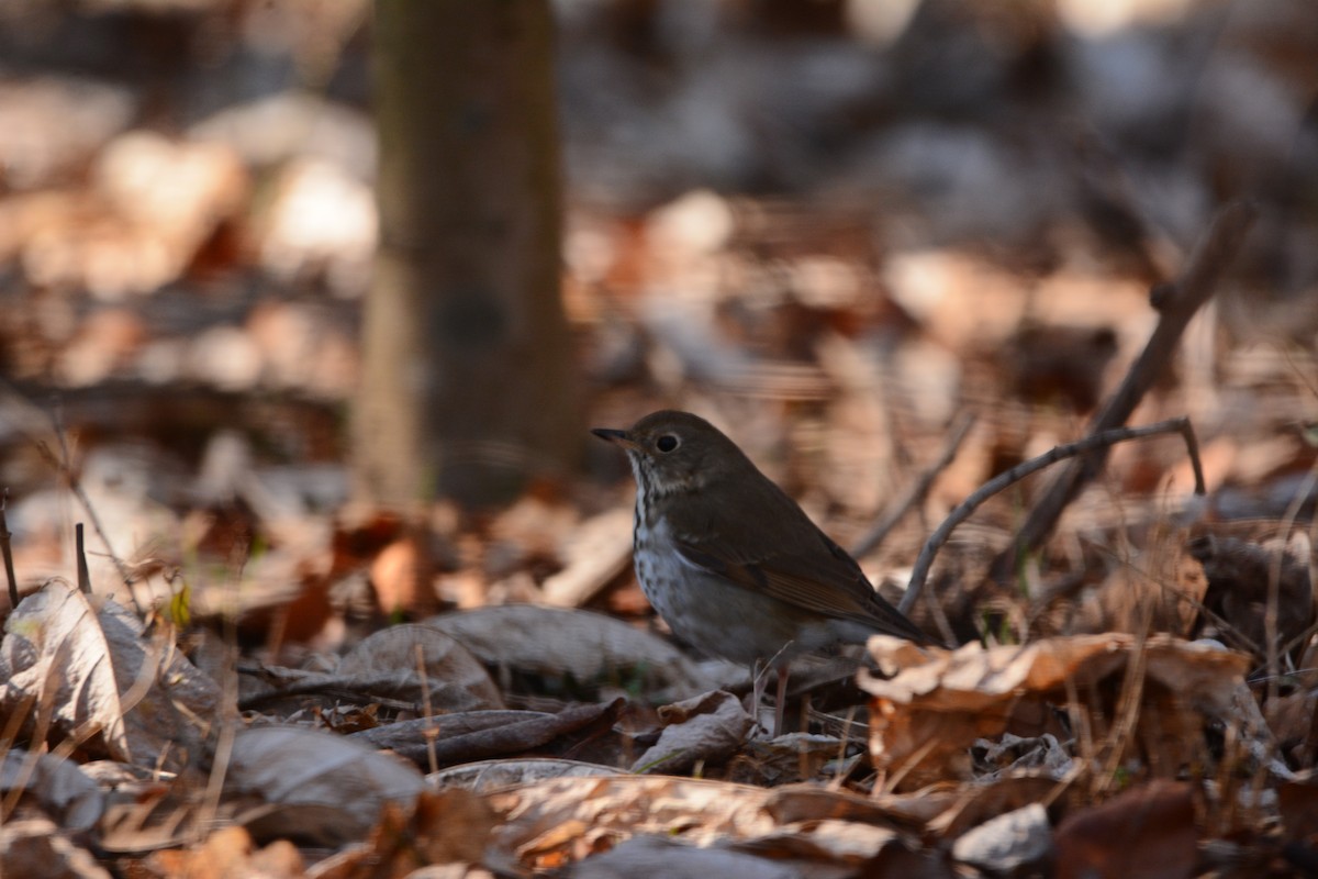 Hermit Thrush - ML631219828