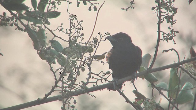 Asian Koel - ML631219989