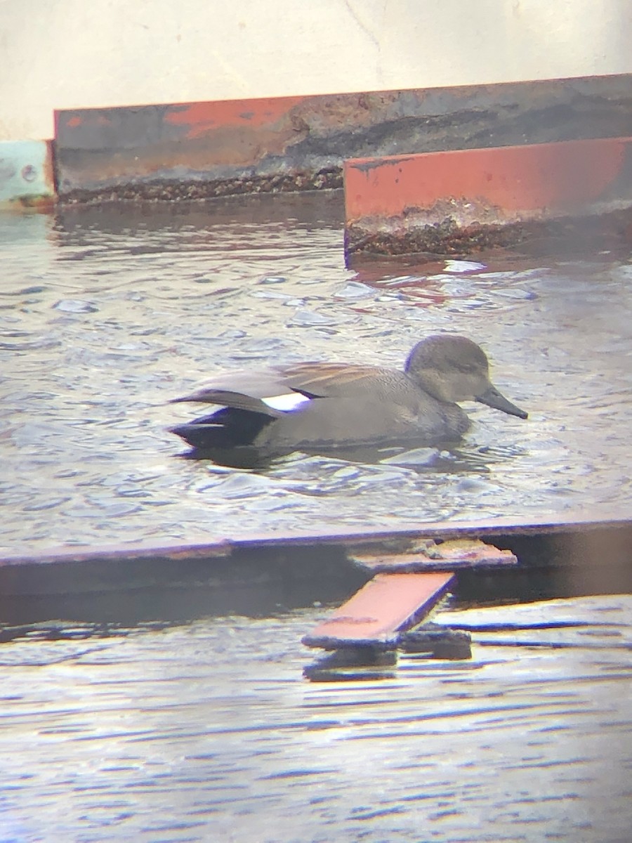 Gadwall - ML631219991