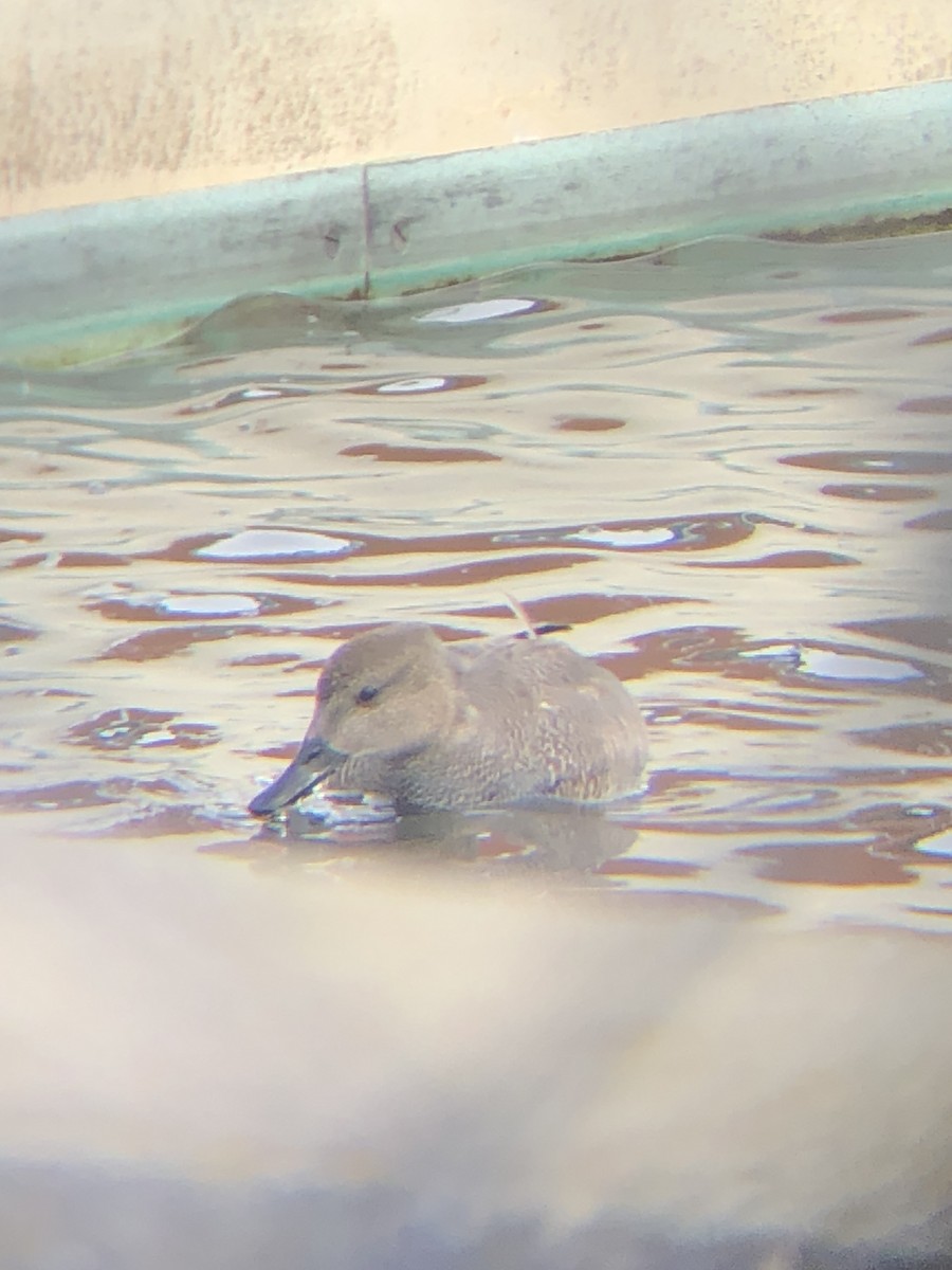 Gadwall - ML631219992