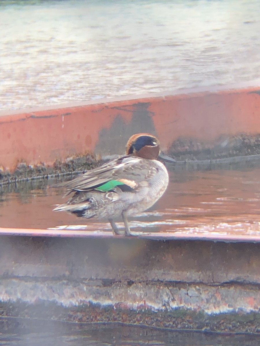 Green-winged Teal - ML631219999