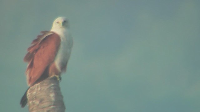 Brahminy Kite - ML631220003