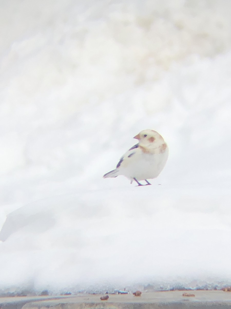 Snow Bunting - ML631220025
