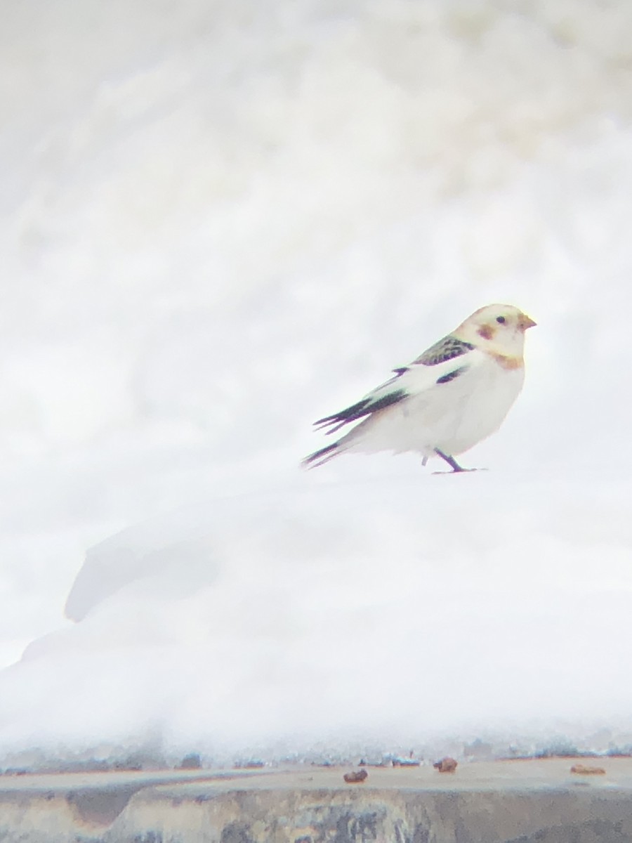 Snow Bunting - ML631220026