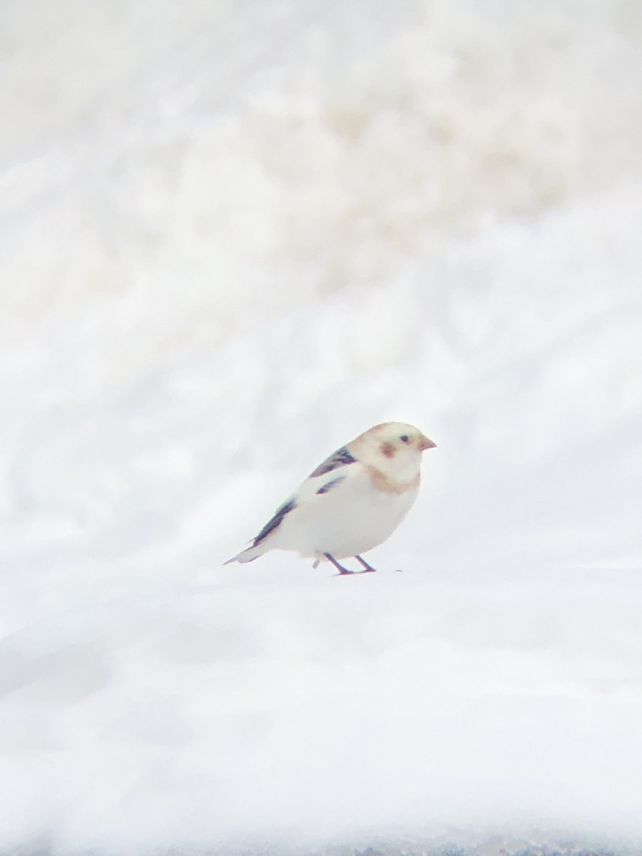 Snow Bunting - ML631220027