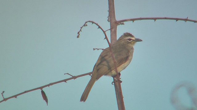 White-browed Bulbul - ML631220043