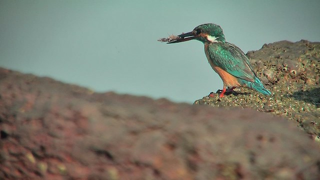Common Kingfisher - ML631220049