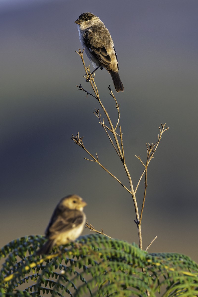 Pearly-bellied Seedeater - ML631220145