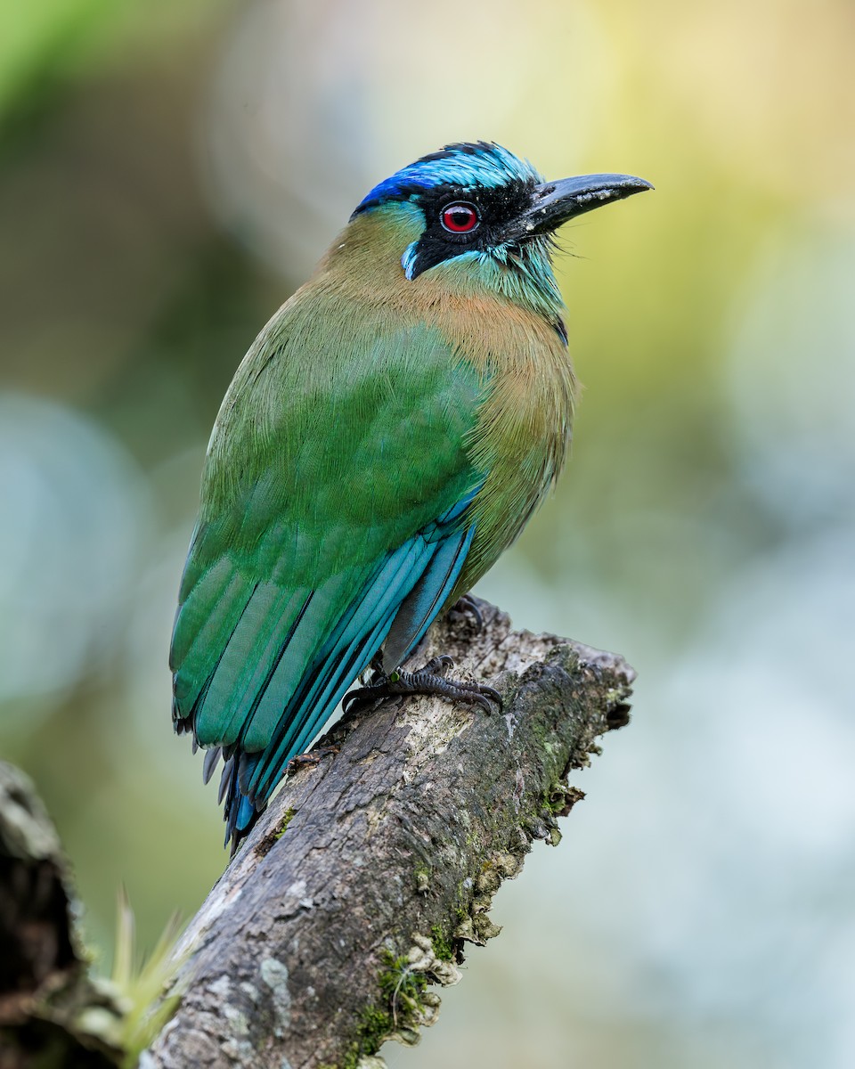Lesson's Motmot - ML631220156