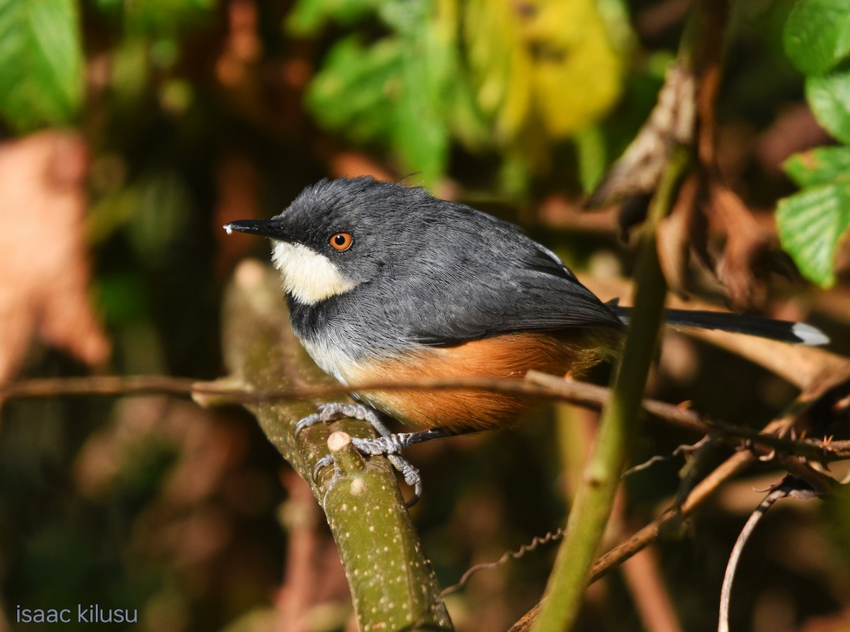 Black-collared Apalis - ML631220219