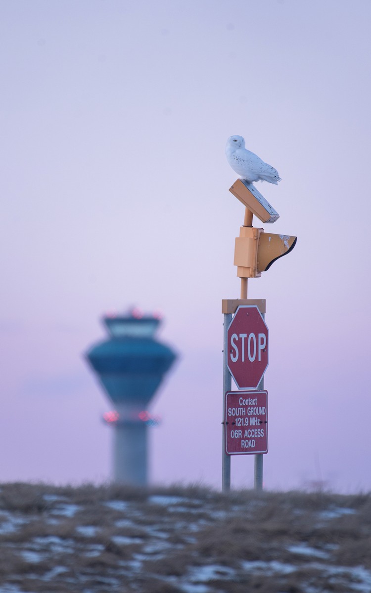 Snowy Owl - ML631220316