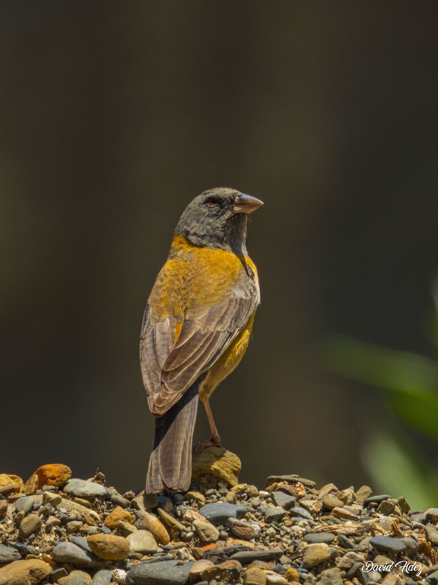 Peruvian Sierra Finch - ML631220397