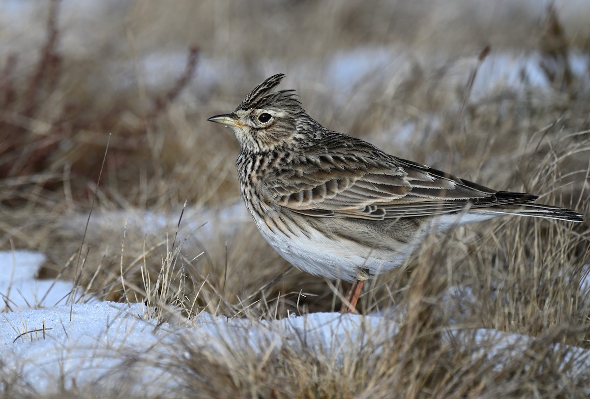 Eurasian Skylark - ML631220747