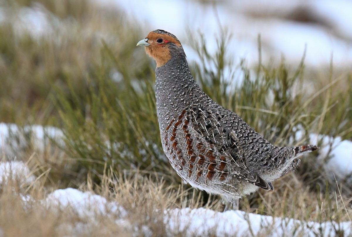 Gray Partridge - ML631220752